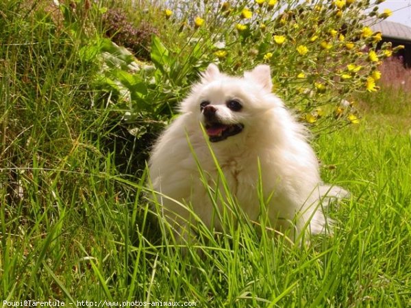 Photo de Spitz moyen