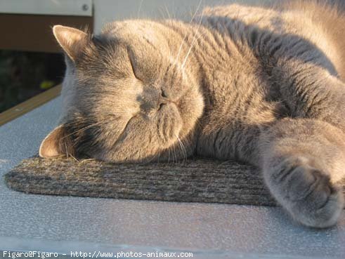 Photo de British shorthair