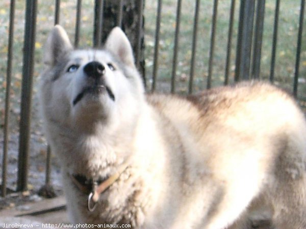 Photo de Husky siberien