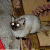 Photo de Sacr de birmanie