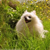 Photo de Spitz moyen