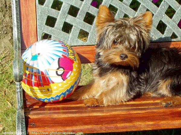 Photo de Yorkshire terrier