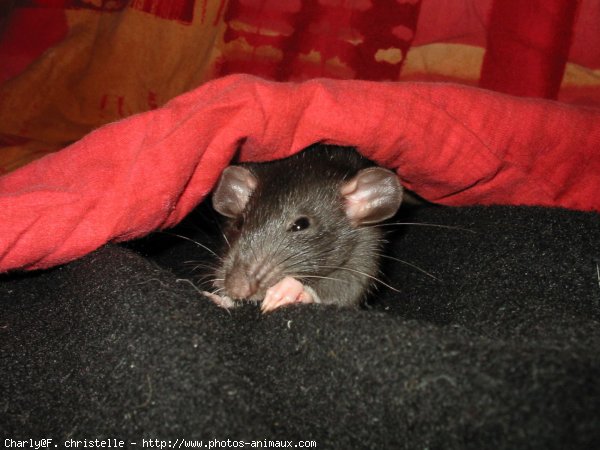 Photo de Rat