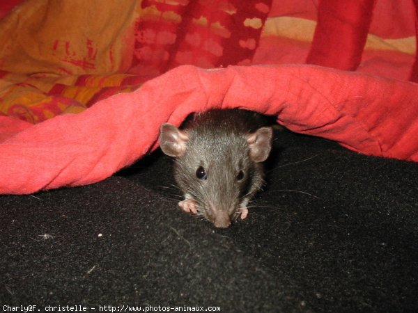 Photo de Rat