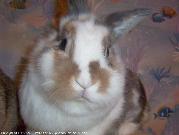 Photo de Lapin