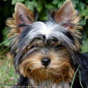 Photo de Yorkshire terrier