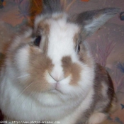 Photo de Lapin