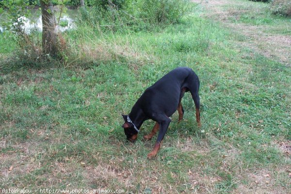 Photo de Dobermann