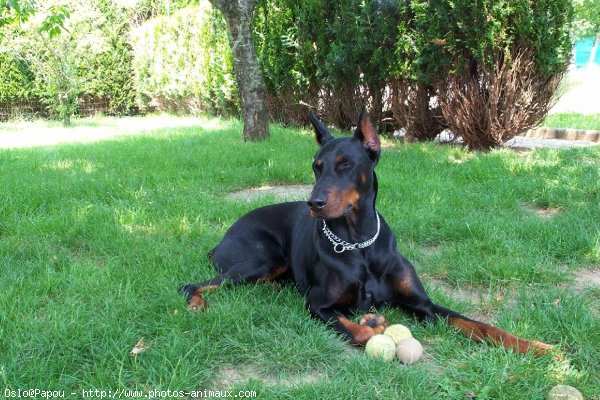 Photo de Dobermann