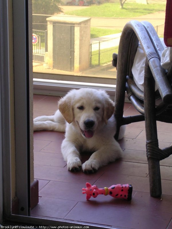 Photo de Golden retriever