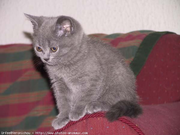 Photo de Chartreux