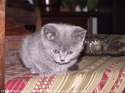 Photo de Chartreux