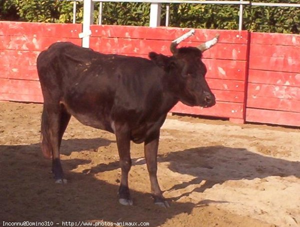 Photo de Vache