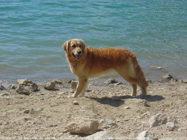 Photo de Golden retriever