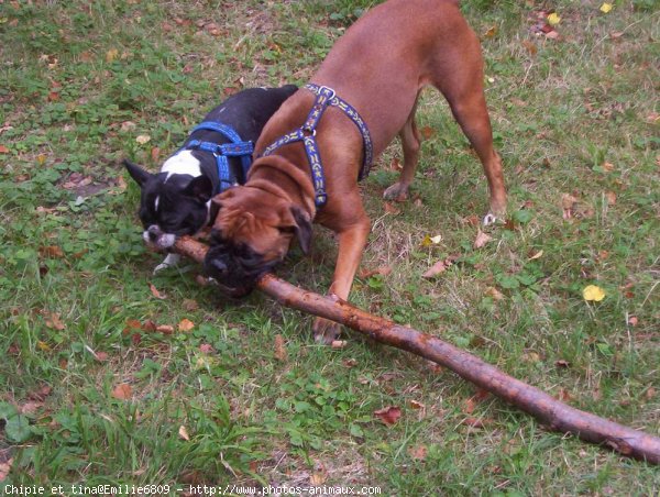 Photo de Races diffrentes