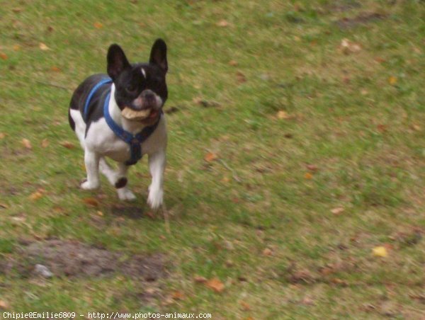 Photo de Bouledogue franais