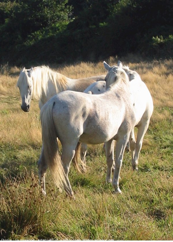 Photo de Races diffrentes