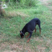 Photo de Dobermann