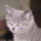 Photo de Chartreux