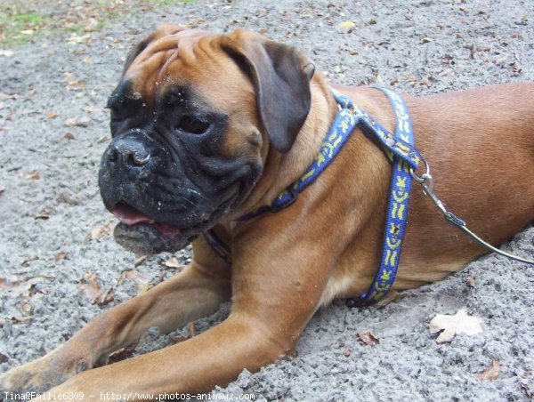 Photo de Boxer