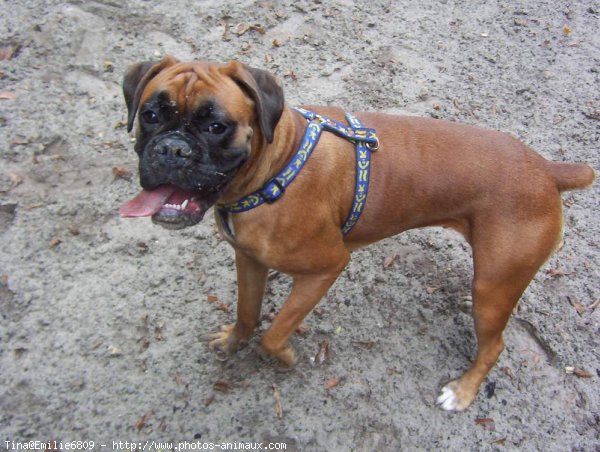 Photo de Boxer