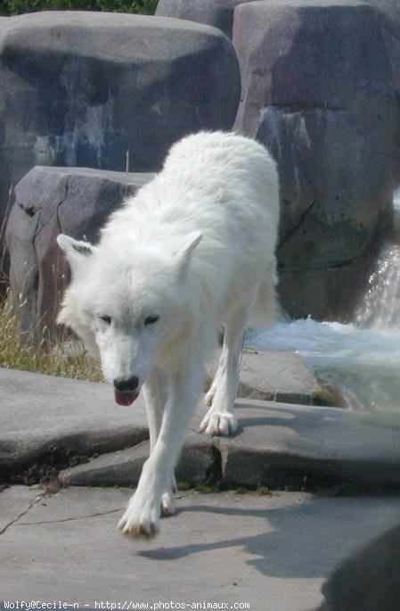 Photo de Loup