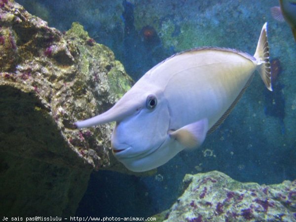 Photo de Poissons exotiques