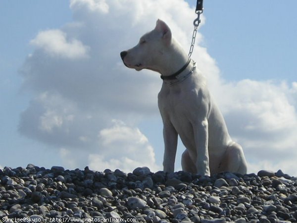 Photo de Dogue argentin