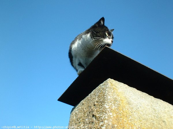 Photo de Chat domestique