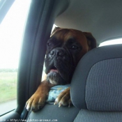 Photo de Boxer