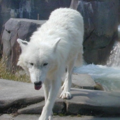 Photo de Loup