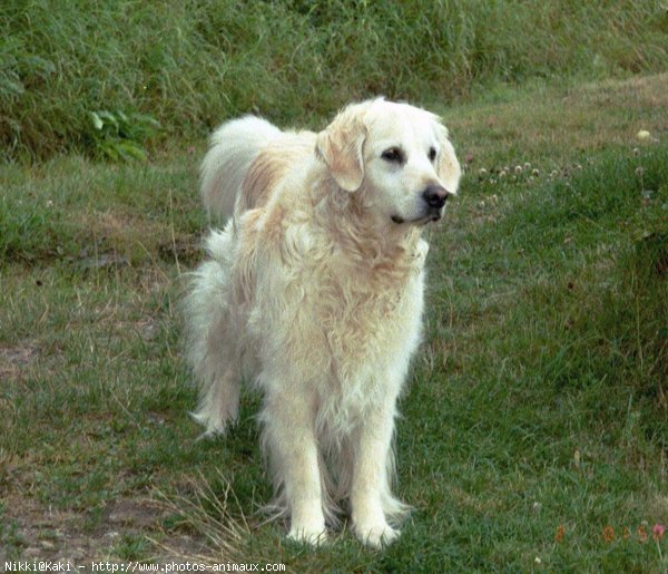 Photo de Golden retriever