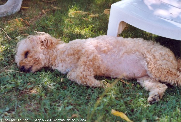 Photo de Caniche moyen