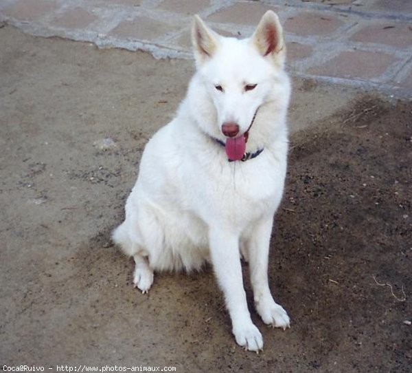 Photo de Husky siberien