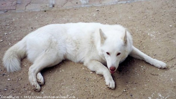 Photo de Husky siberien