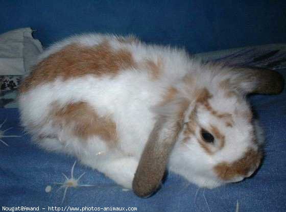 Photo de Lapin