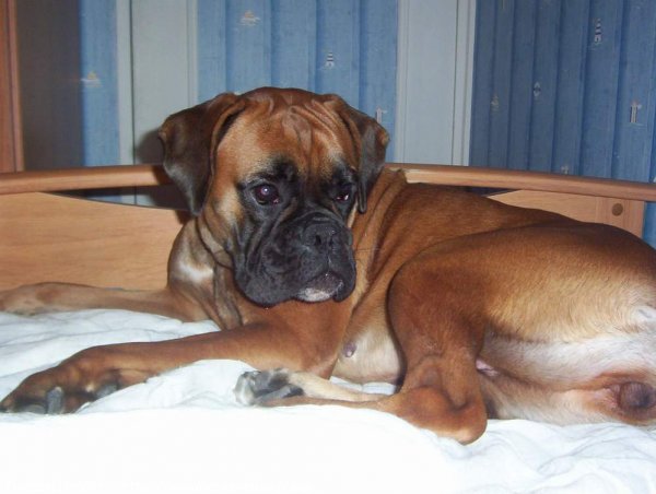 Photo de Boxer