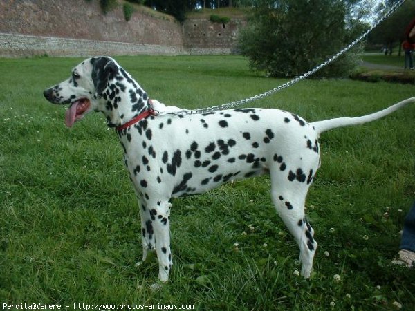 Photo de Dalmatien