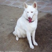 Photo de Husky siberien