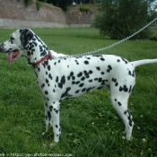 Photo de Dalmatien