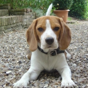 Photo de Beagle