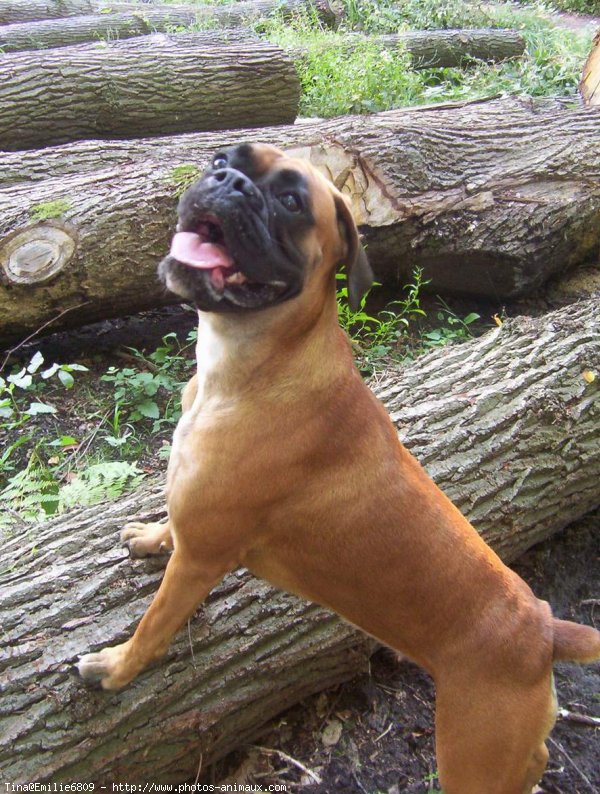 Photo de Boxer