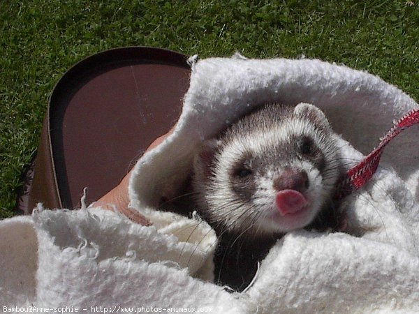 Photo de Furet