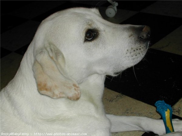 Photo de Labrador retriever