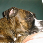 Photo de Boxer