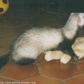 Photo de Furet