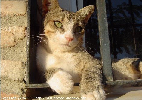 Photo de Chat domestique