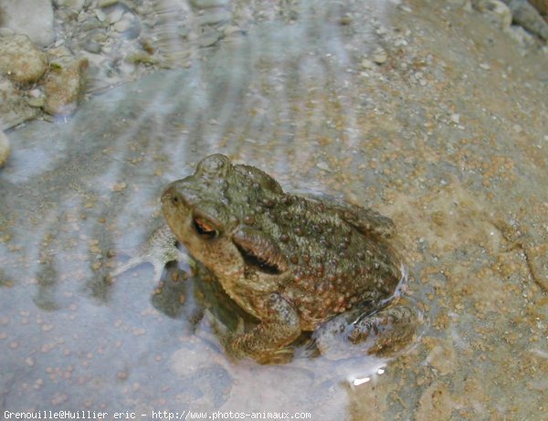 Photo de Grenouille