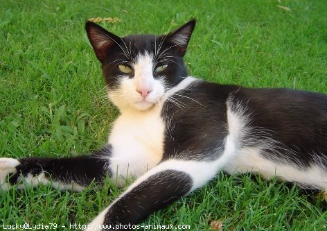 Photo de Chat domestique