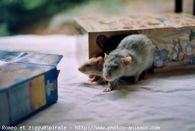 Photo de Rat